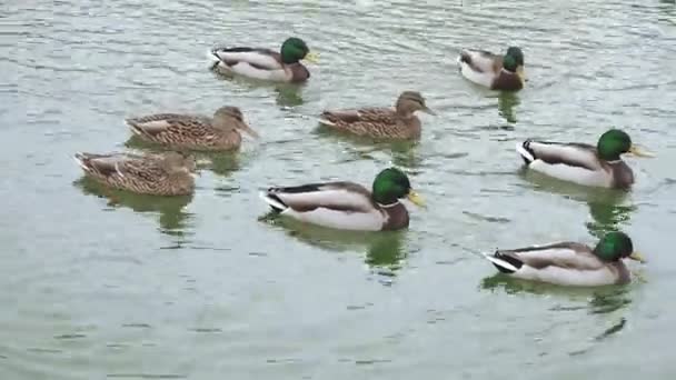 Enten in einem Teich im Park — Stockvideo