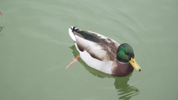 Enten in einem Teich im Park — Stockvideo