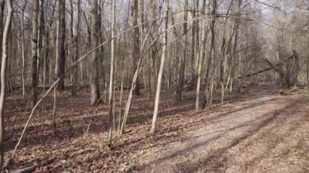 Дорога крізь осінній ліс — стокове відео