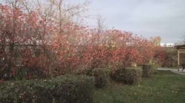 Çalılıklarda kırmızı yapraklar