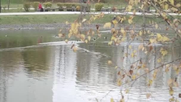 연못과 나뭇가지에 있는 오리들 — 비디오