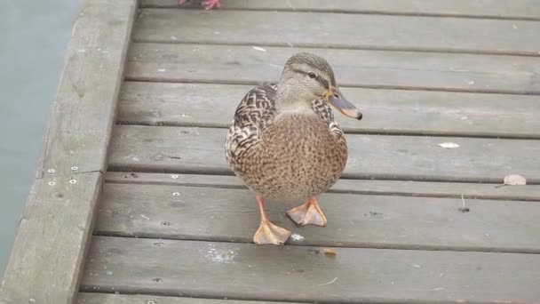 Ducks walk on a wooden platform — Stock Video