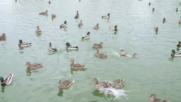 Enten in einem Teich im Park — Stockvideo