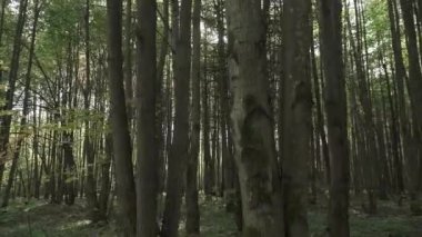 Ağaçların dallarında güneş