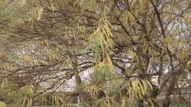 Söğüt dalları ve yapraklar