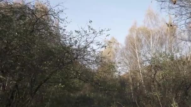 Очищення в осінньому змішаному лісі — стокове відео