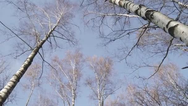 Fehér nyírfa teteje ősszel — Stock videók