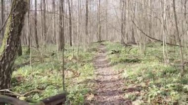 Yollar ve devrilmiş ağaçlar