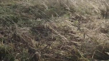 Uzun otlar ve kuru kulaklar.