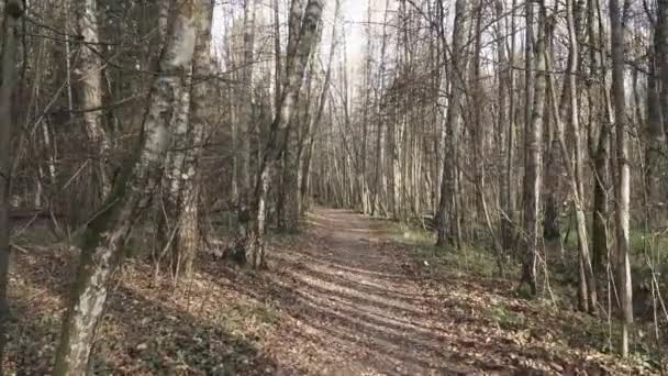 秋の森への道 — ストック動画