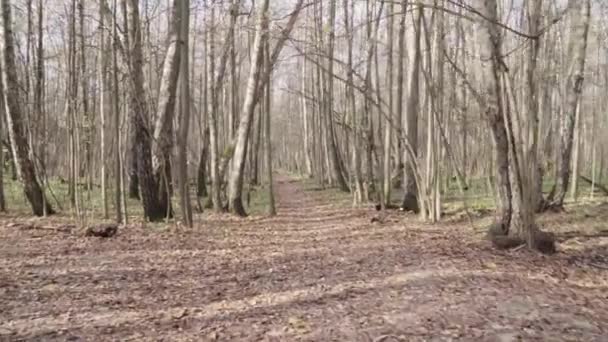 Δρόμος μέσα από το φθινόπωρο δάσος — Αρχείο Βίντεο