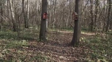 Ağaçlardaki kuş evleri