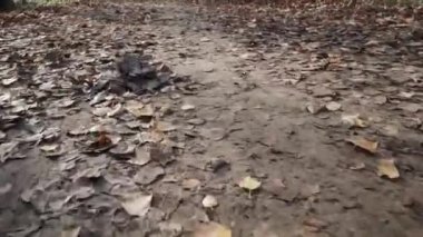 Sonbahar ormanı boyunca yol