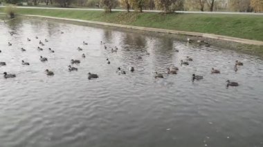 Parktaki göldeki ördekler