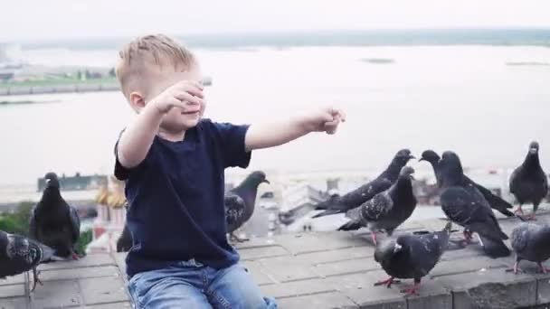 Boy feeds pigeons in park — Stock Video