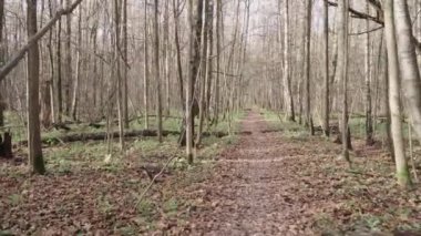Sonbahar ormanı boyunca yol