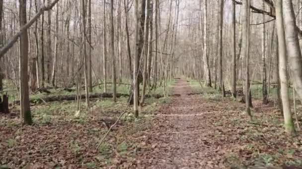Cesta podzimním lesem — Stock video