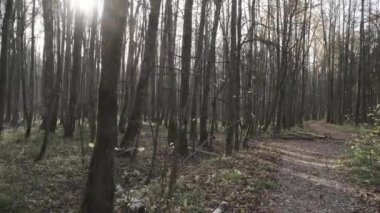 Ağaçların dallarında güneş