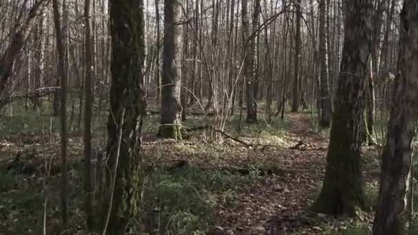 Cesta podzimním lesem — Stock video