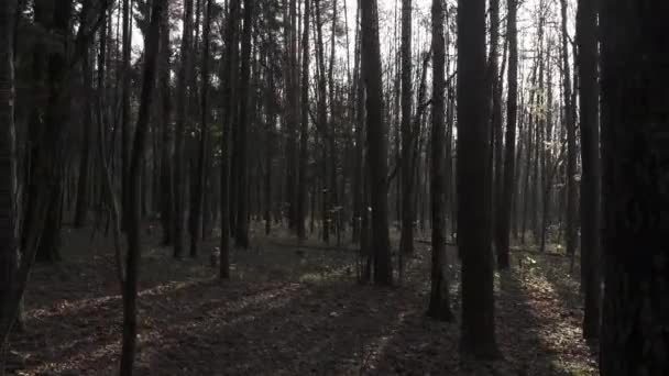 Sol en las ramas de los árboles — Vídeo de stock