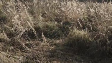 Uzun otlar ve kuru kulaklar.