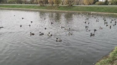 Parktaki göldeki ördekler