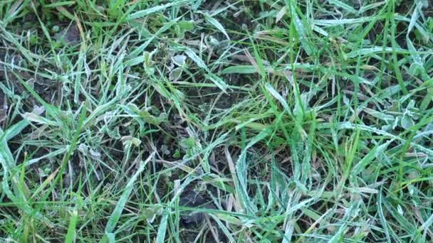 Frost on green lawn grass — Stock Video