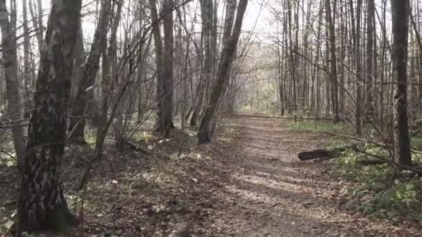 Сонце у гілках дерев — стокове відео