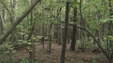 Sonbahar ormanında oyun parkı