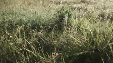 Sonbahar ormanı boyunca yol