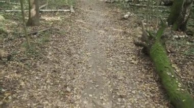 Düşmüş yapraklı toprak yol
