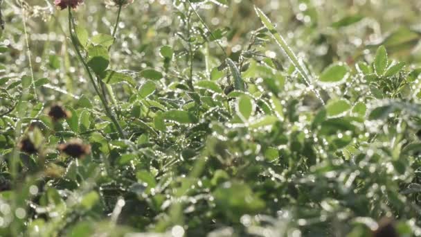 Clover flowers and leaves — Stock Video