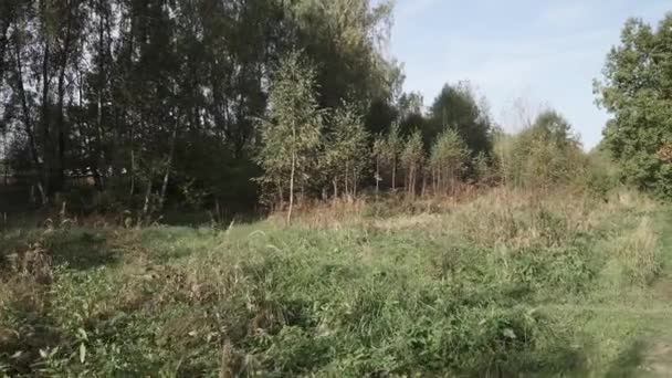 Плотная трава на краю — стоковое видео