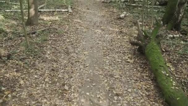 Грязная дорога с опавшими листьями — стоковое видео