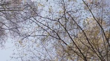 Sonbaharda beyaz huş ağaçlarının tepeleri