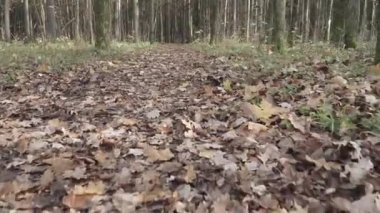 Düşen yapraklar ve toprak yol