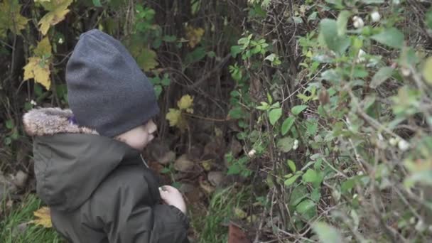 Ένα αγόρι μαζεύει μούρα σε ένα θάμνο από ένα λευκό βατόμουρο — Αρχείο Βίντεο
