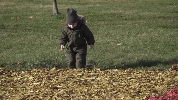 Niño en overoles juega en un lecho de flores cubierto con serrín de colores — Vídeos de Stock