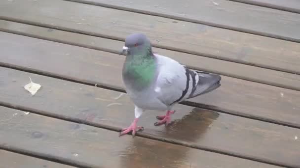 Dove sitting on a wooden pier — Stock Video