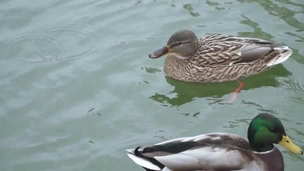 Enten in einem Teich im Park — Stockvideo