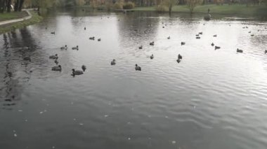 Parktaki göldeki ördekler