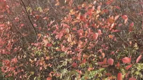 Rote Blätter an Sträuchern — Stockvideo