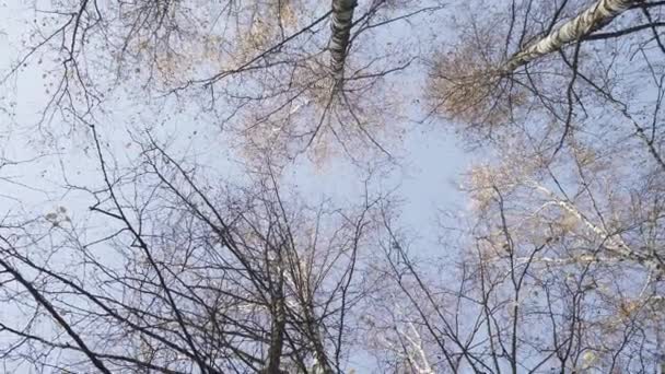 Wierzchołki białych brzozy jesienią — Wideo stockowe