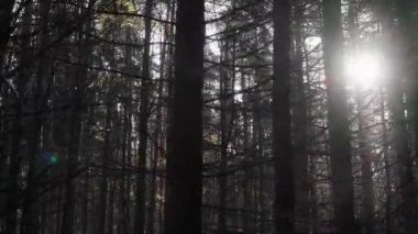 Ağaçların dallarında güneş