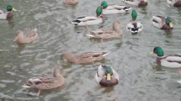 공원의 연못에 갇힌 오리들 — 비디오