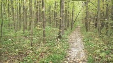 Sonbahar ormanı boyunca yol