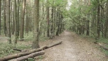 Sonbahar ormanı boyunca yol