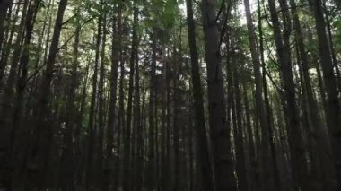 Ağaçların dallarında güneş