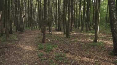 Devrilmiş ağaçlı sonbahar ormanı