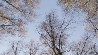 Sonbaharda beyaz huş ağaçlarının tepeleri